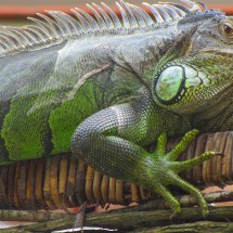 Head and paw of the Iguana